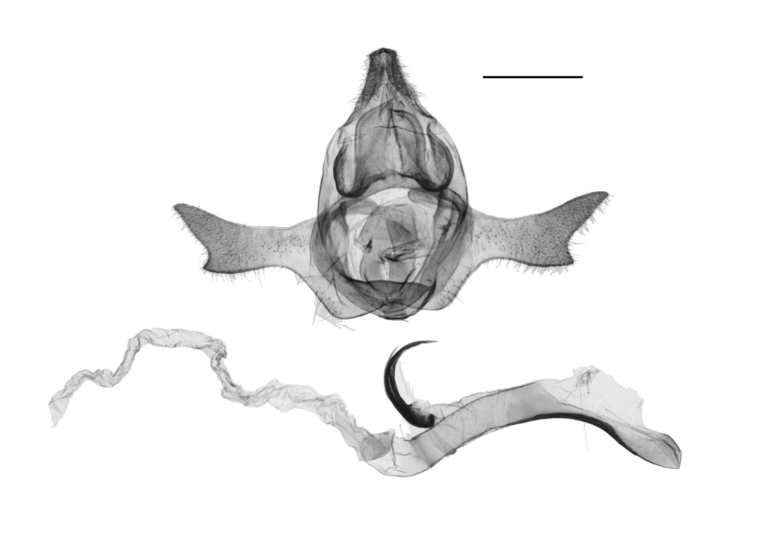 Delorhachis pallidifascia HT TT101 gen resized for website