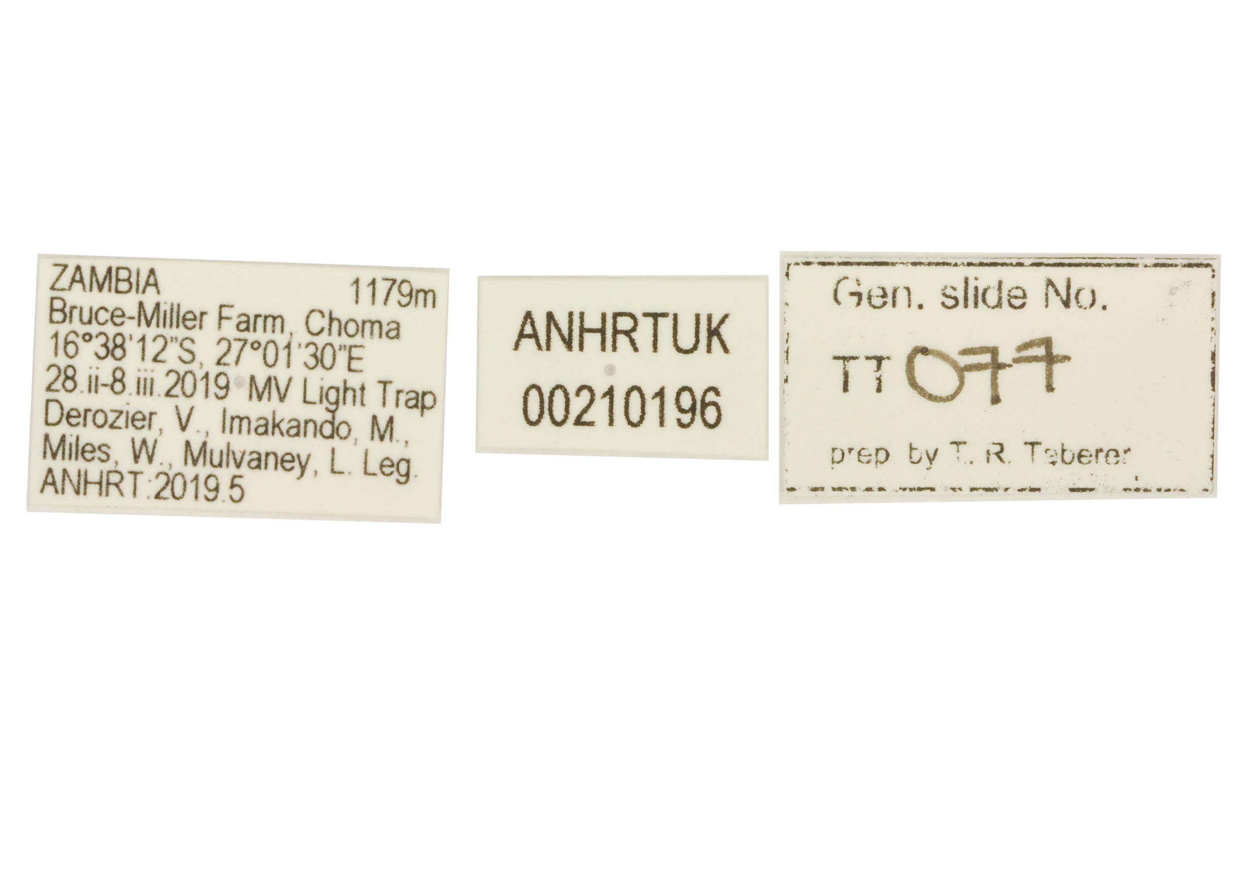 Delorhachis zambica HT TT077 labels resized for website