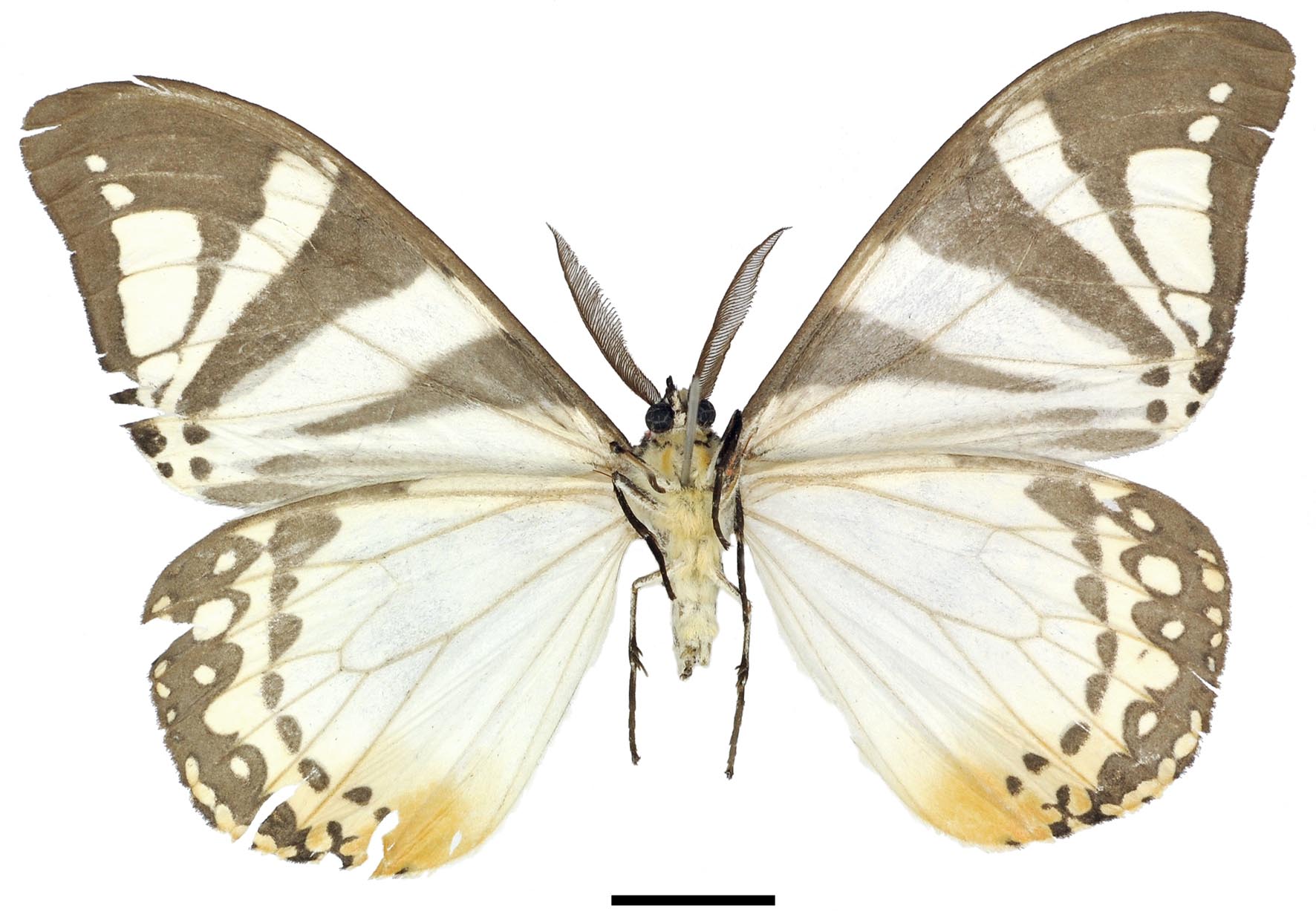 Otroeda derozierae HT m LG6243 v