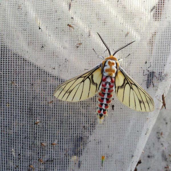 Arctiid moth at the light trap 