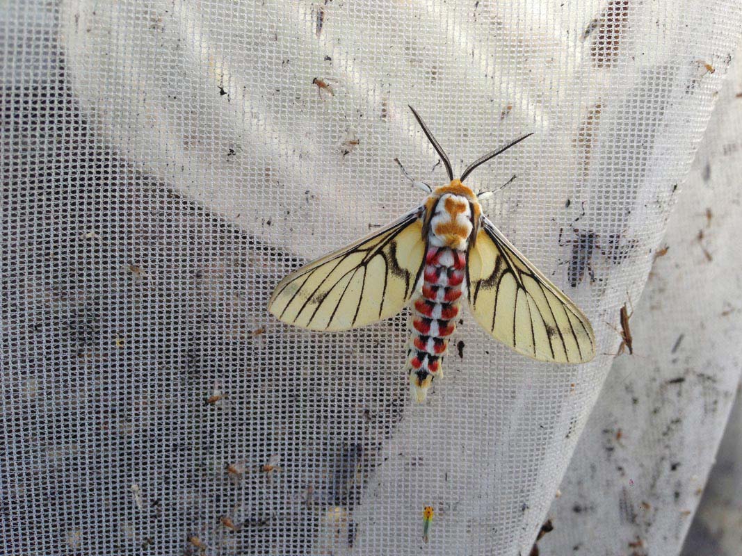 Arctiid moth at the light trap 
